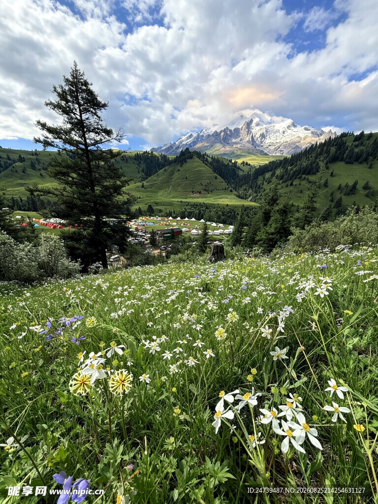 山间花海与远处巍峨雪山