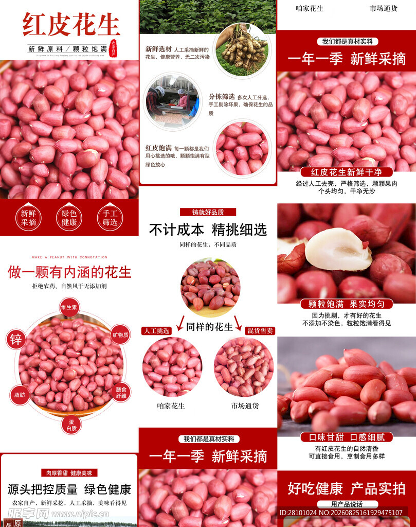 红衣花生详情