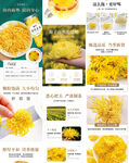 菊花详情