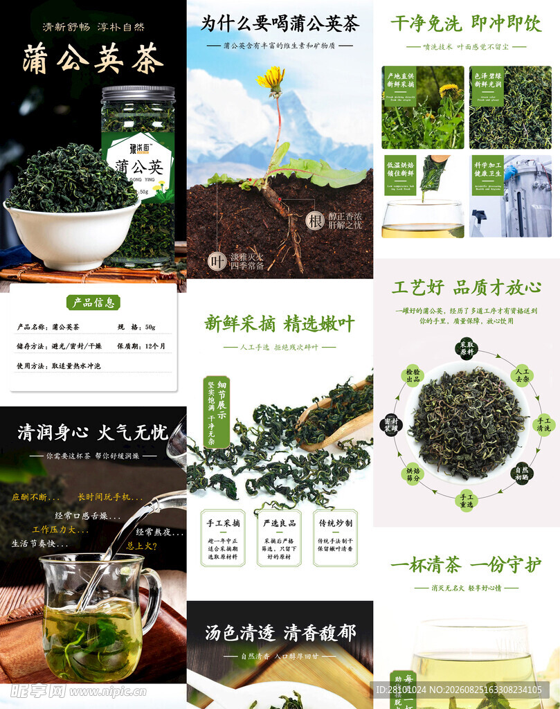 蒲公英详情