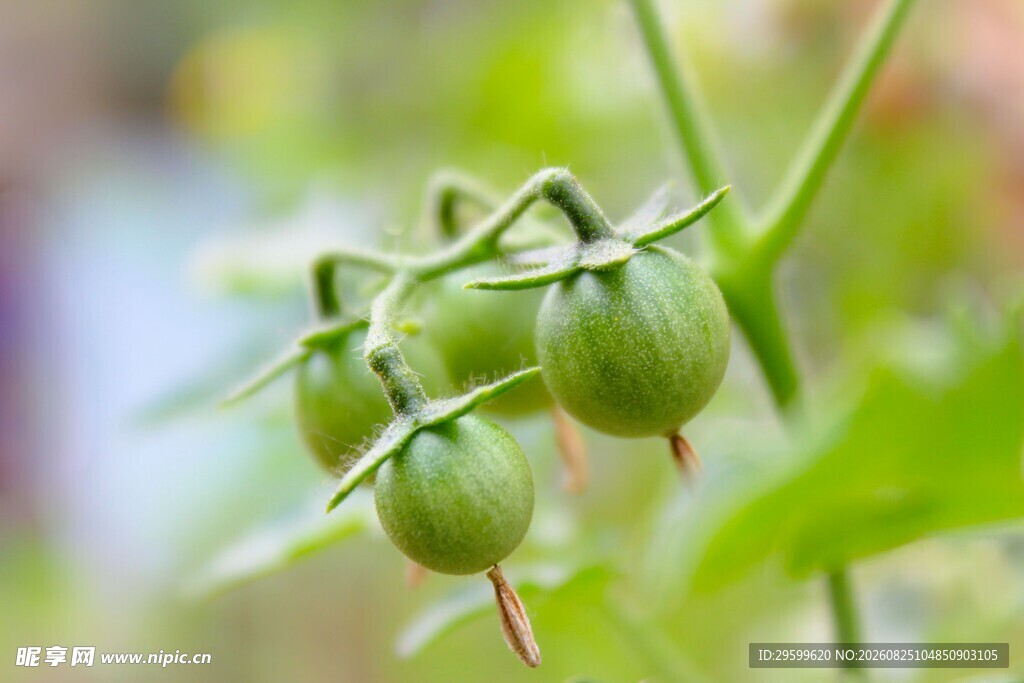 青嫩番茄挂于枝头