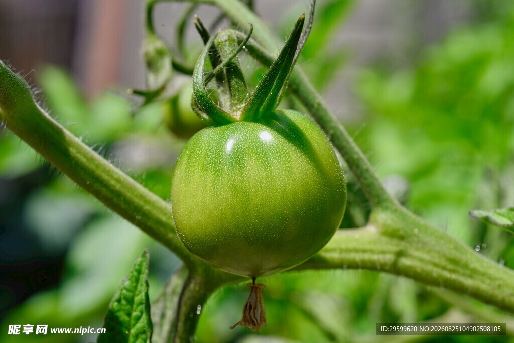 青嫩番茄挂于枝头