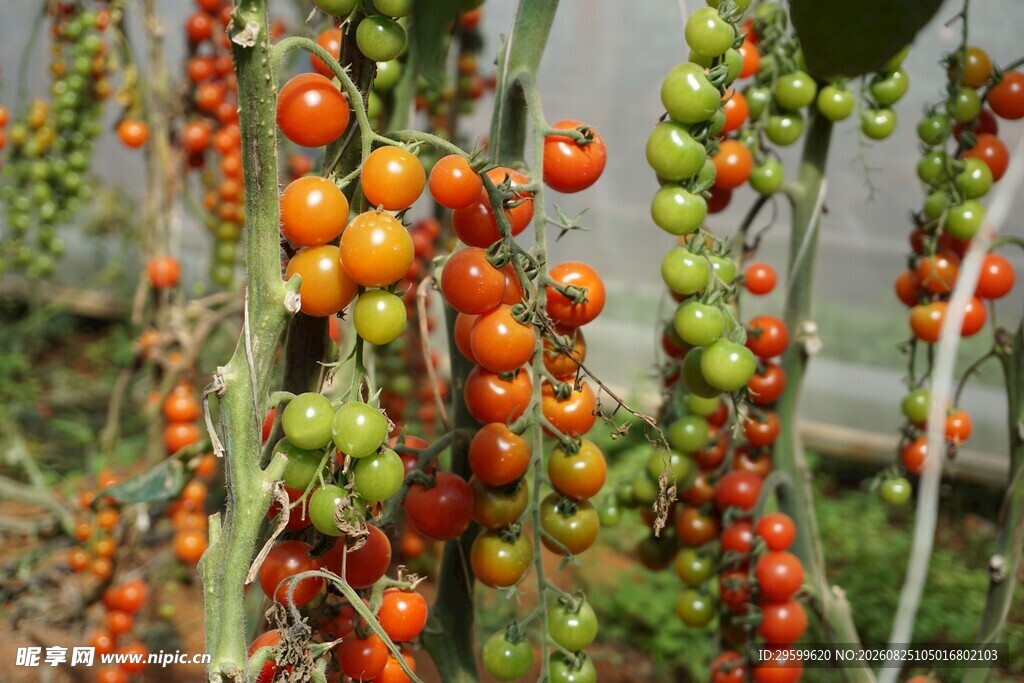 挂满果实的番茄植株