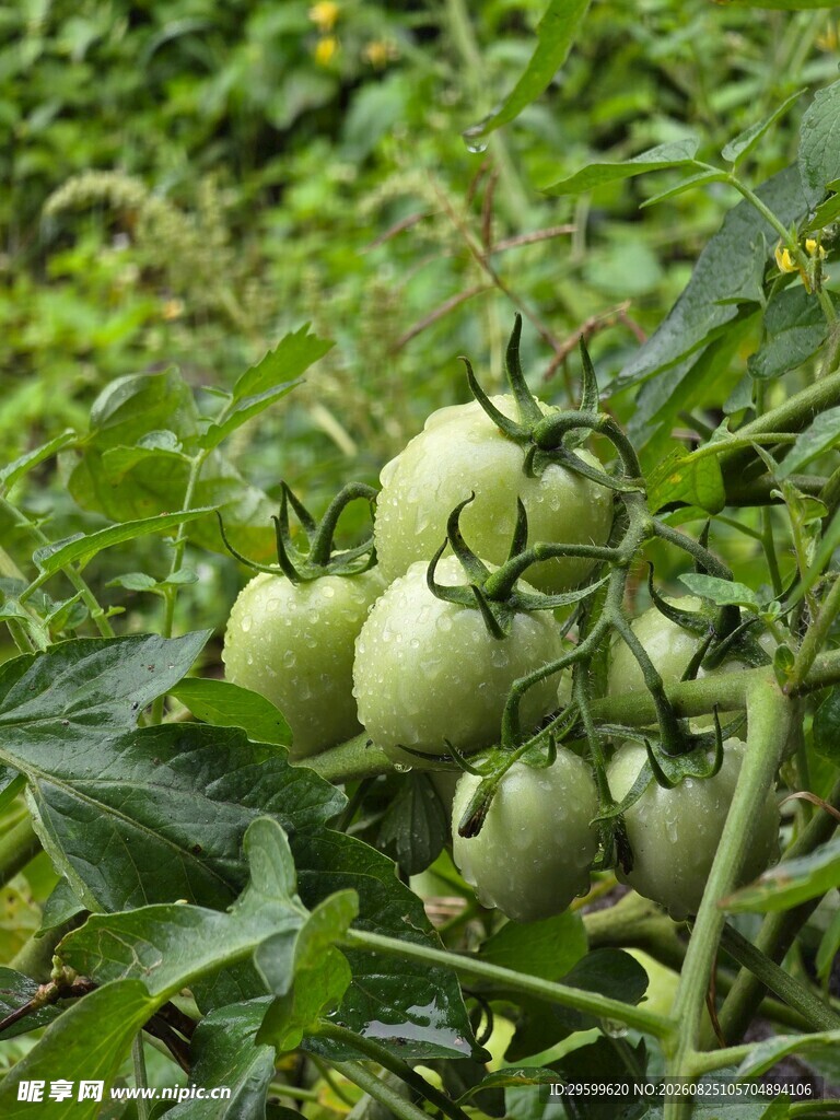 青嫩番茄挂于翠绿植株间