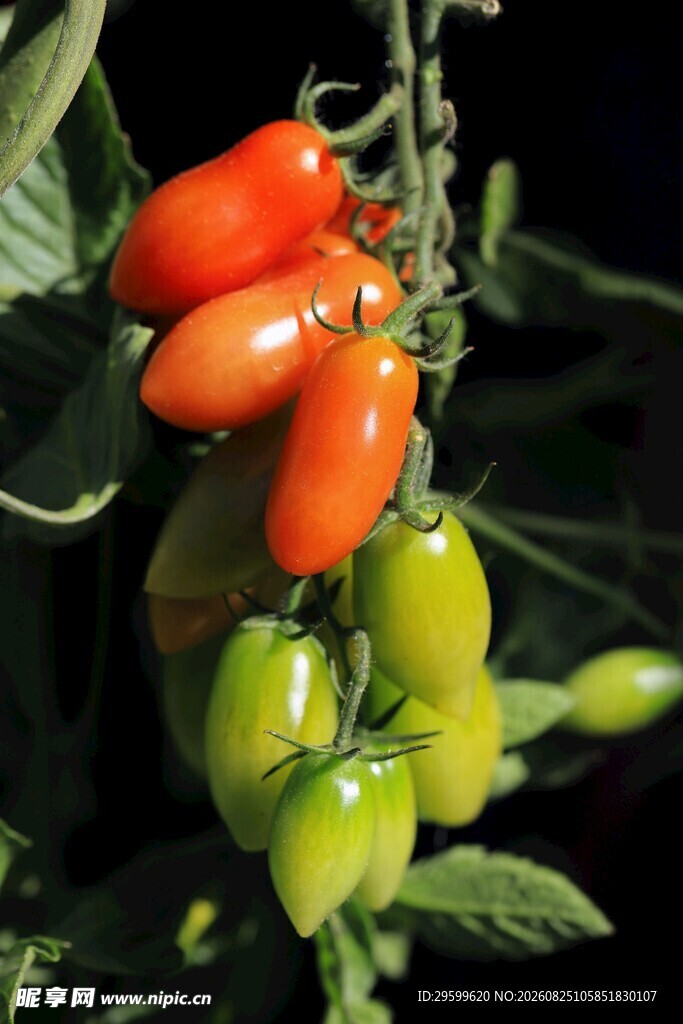 多彩小番茄挂枝