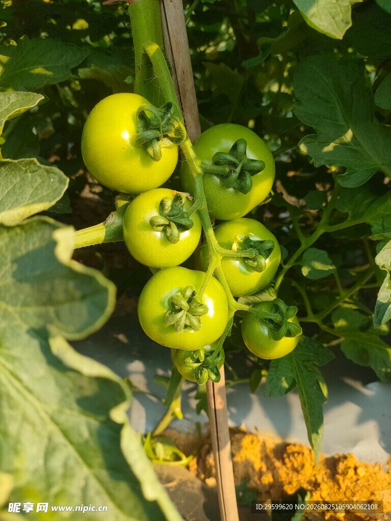 青嫩番茄挂于翠绿植株间