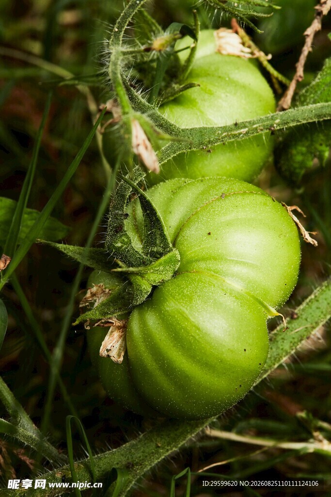 青西红柿生长在草丛中