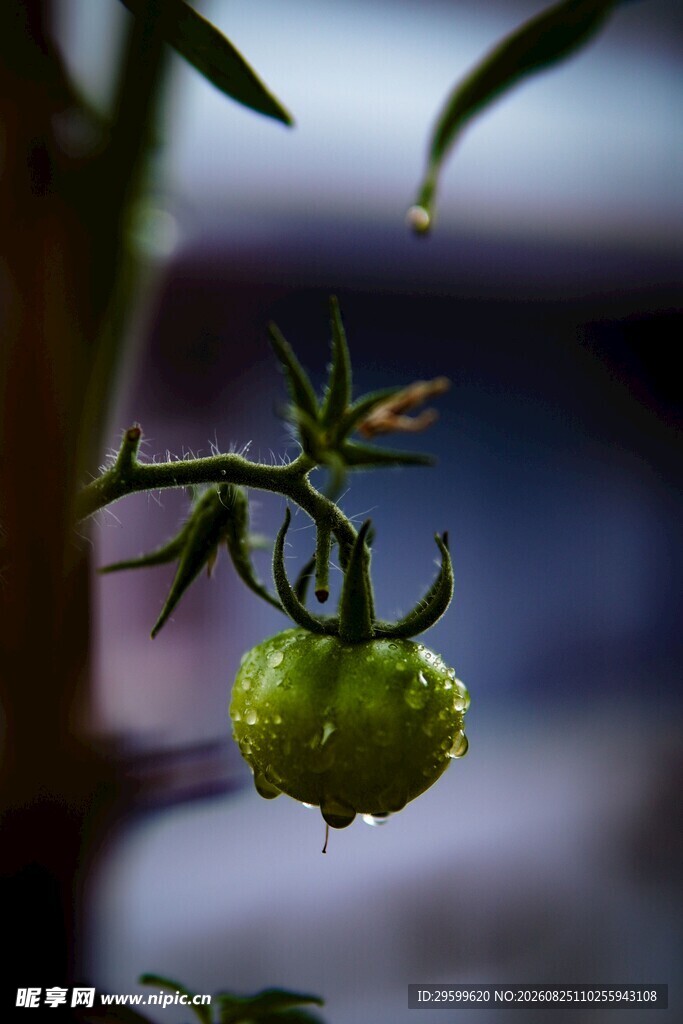 带露的青灯笼果