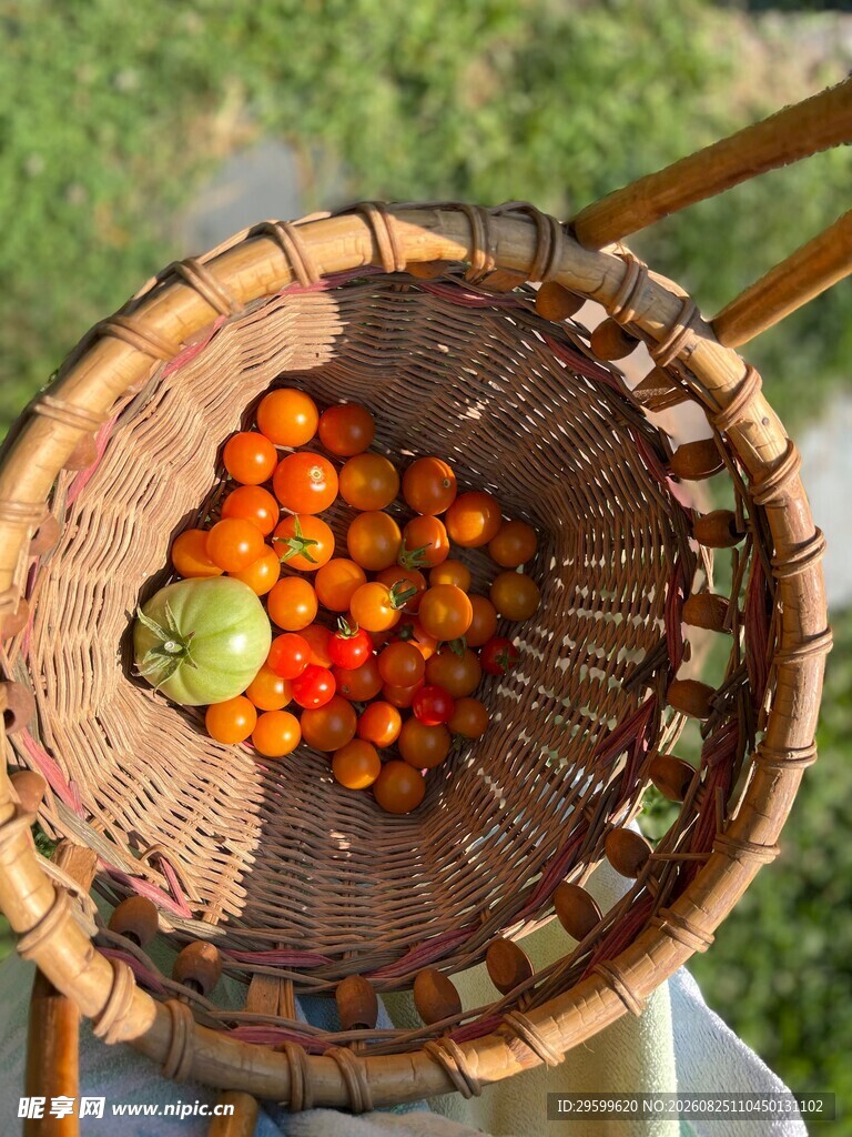 竹篮中的多彩新鲜小番茄