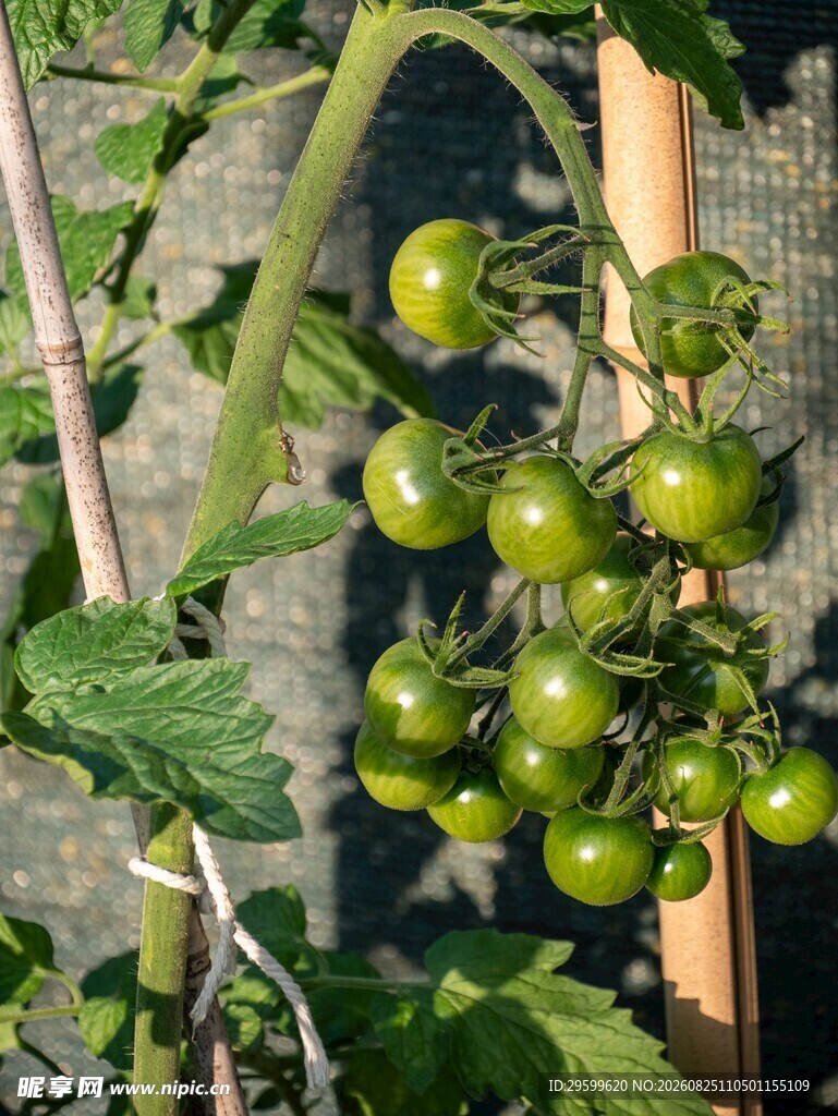 青嫩番茄挂于枝藤间