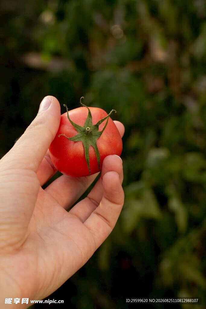手中鲜红番茄