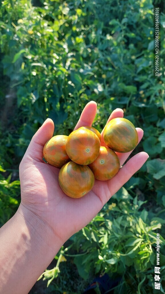 手中捧的新鲜小番茄