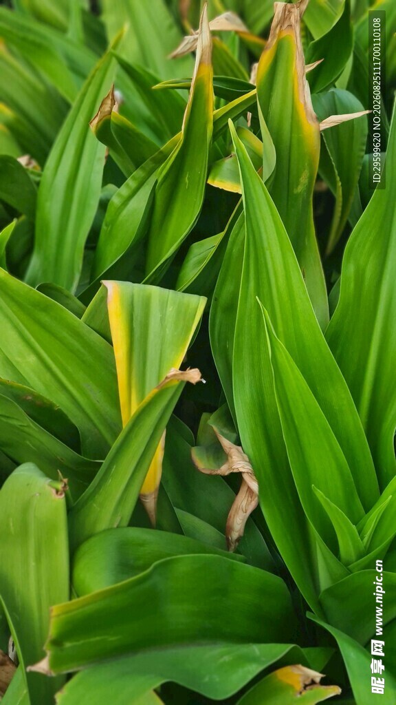翠绿叶片植物特写