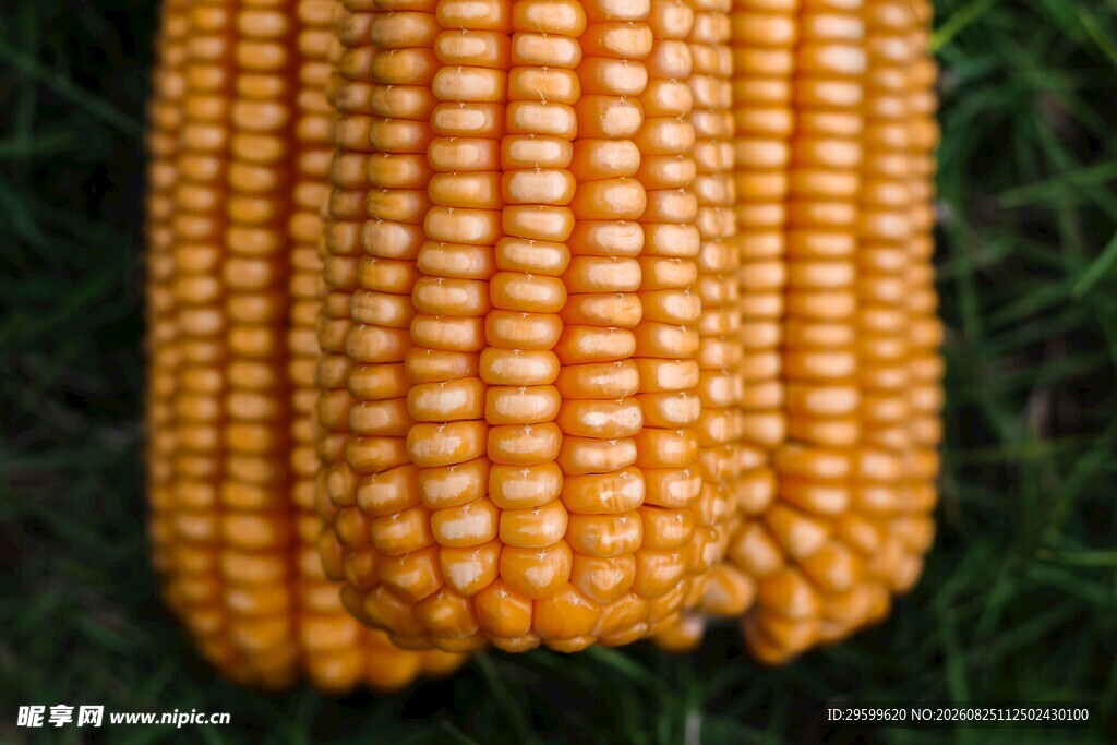 金黄饱满玉米特写