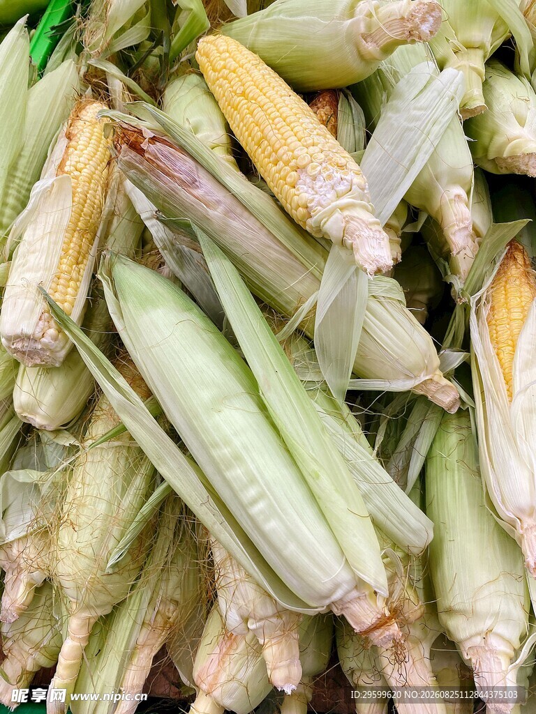 新鲜玉米堆