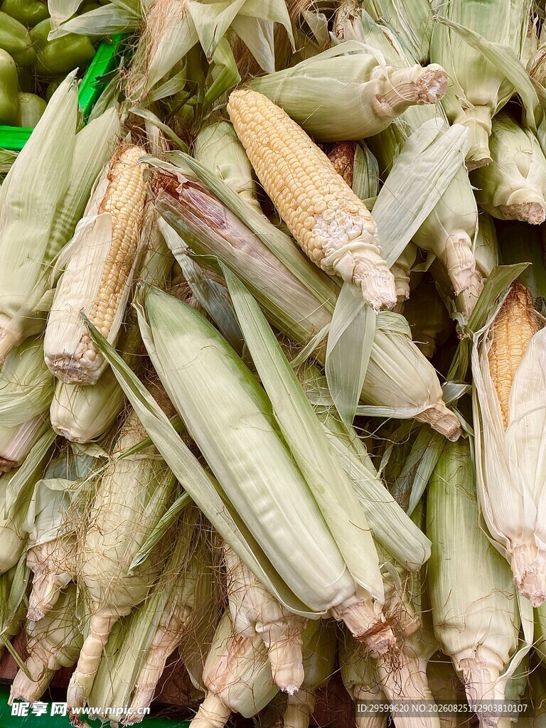新鲜玉米堆成垛