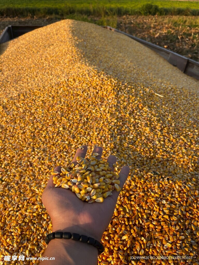 手捧金黄玉米粒丰收景象