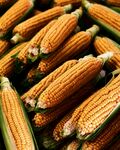 金黄饱满的新鲜玉米棒