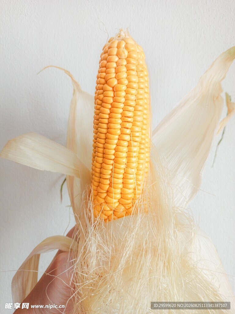 新鲜玉米棒特写