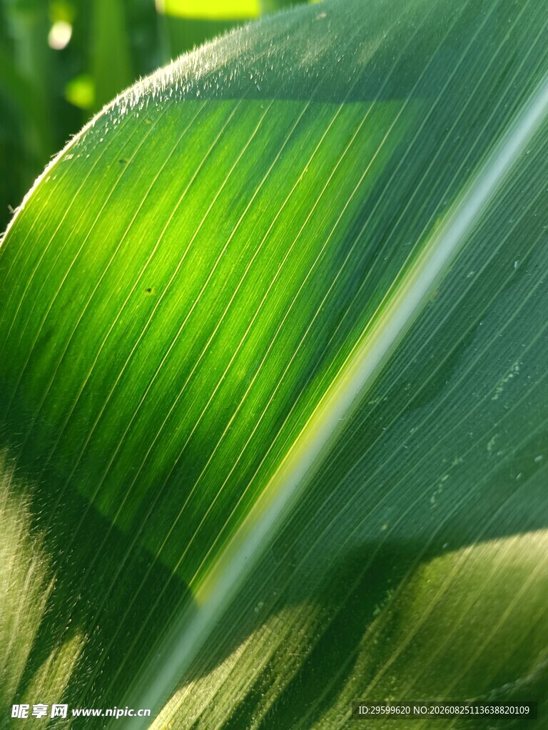 阳光下的翠绿玉米叶片