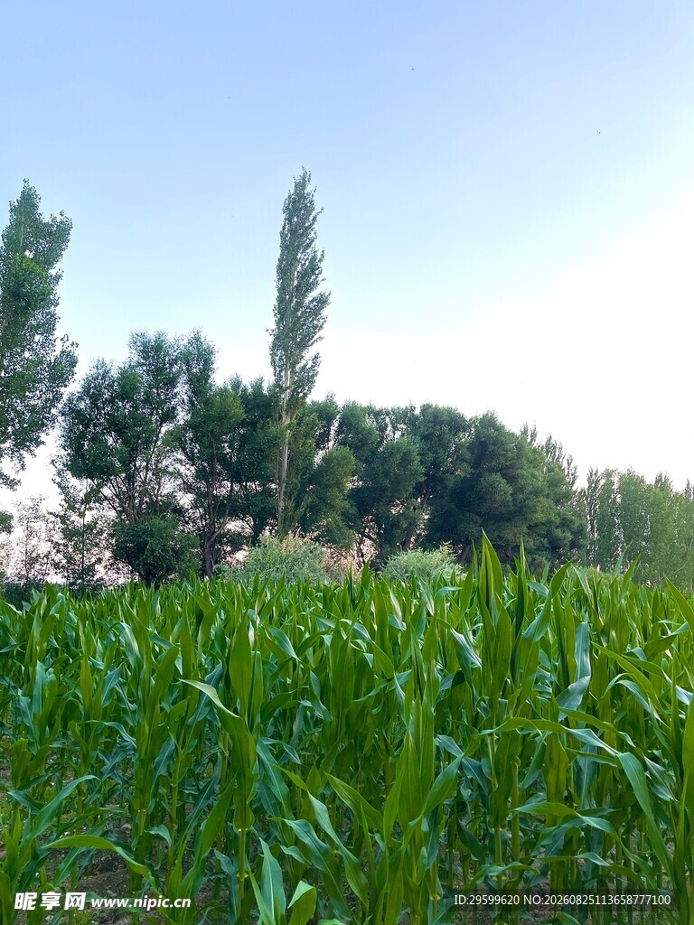 夏日田野中的葱郁玉米地