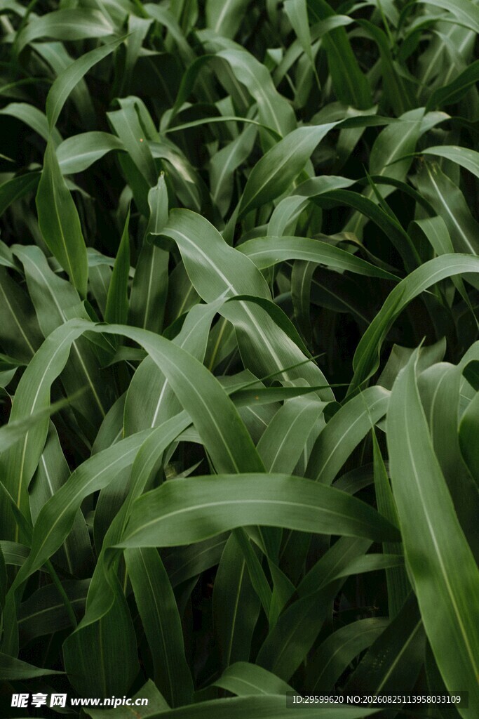 茂盛的玉米植株