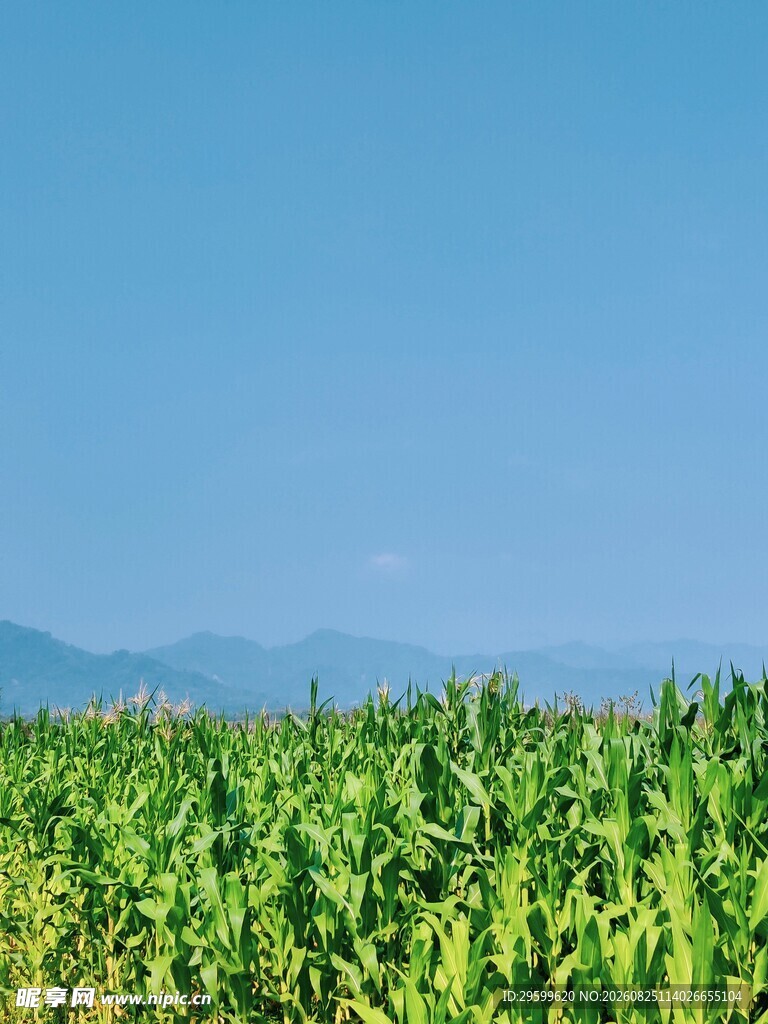 翠绿玉米田 