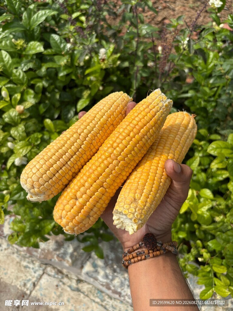 手捧新鲜玉米