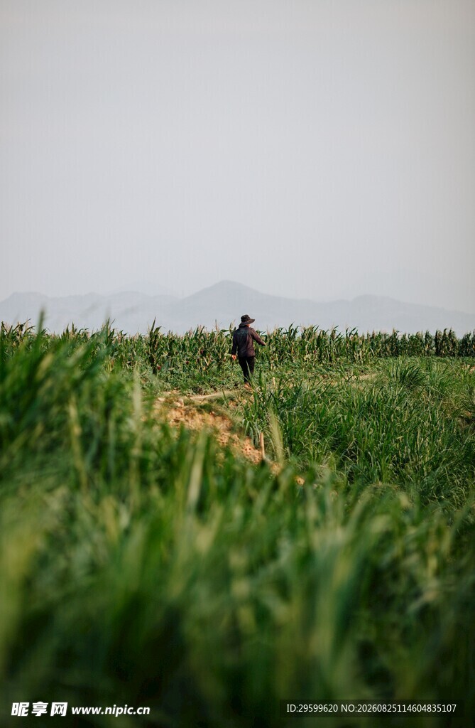 田野 