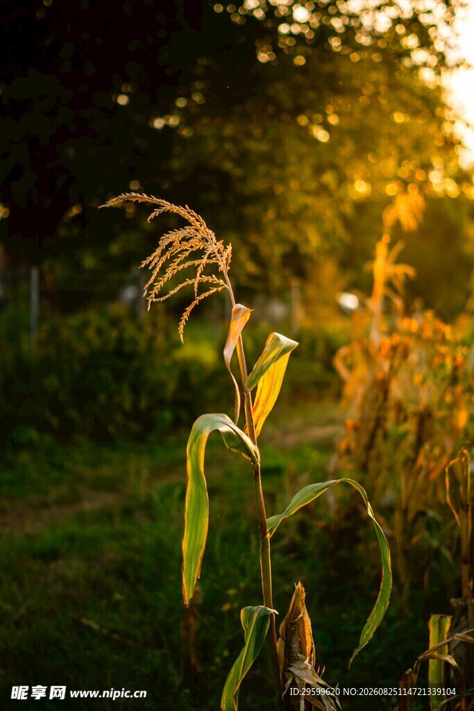 夕阳下的田野植物美景