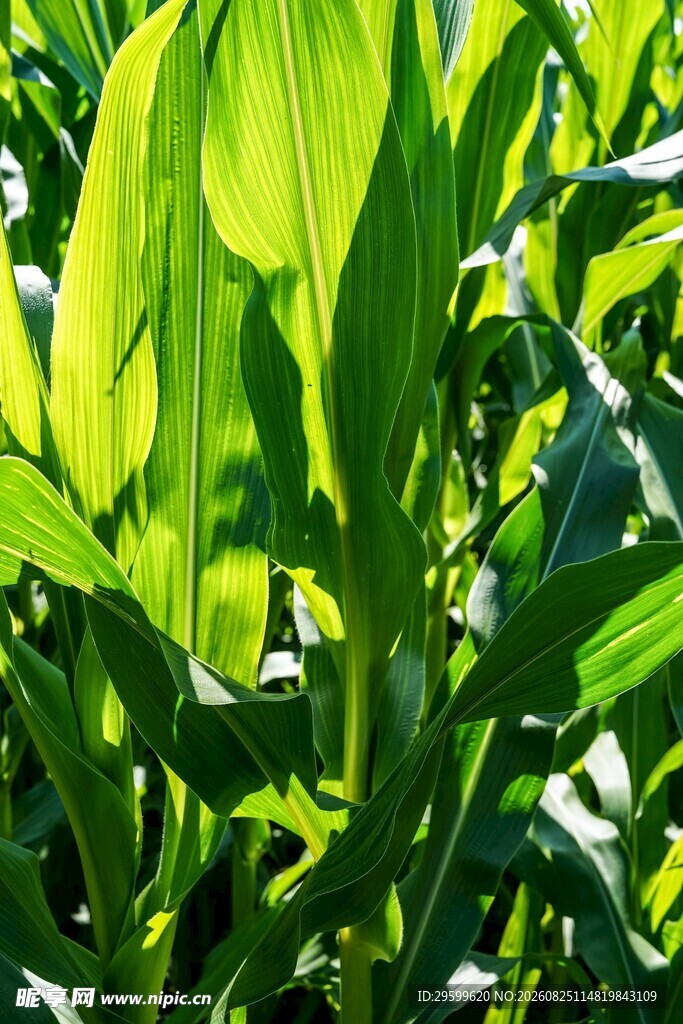 翠绿玉米植株生机勃勃