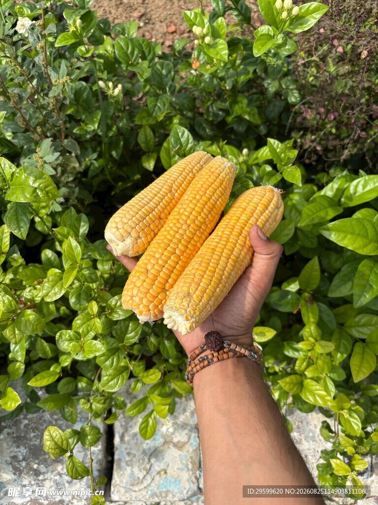 手捧鲜嫩玉米 