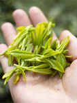 手中鲜嫩的茶叶