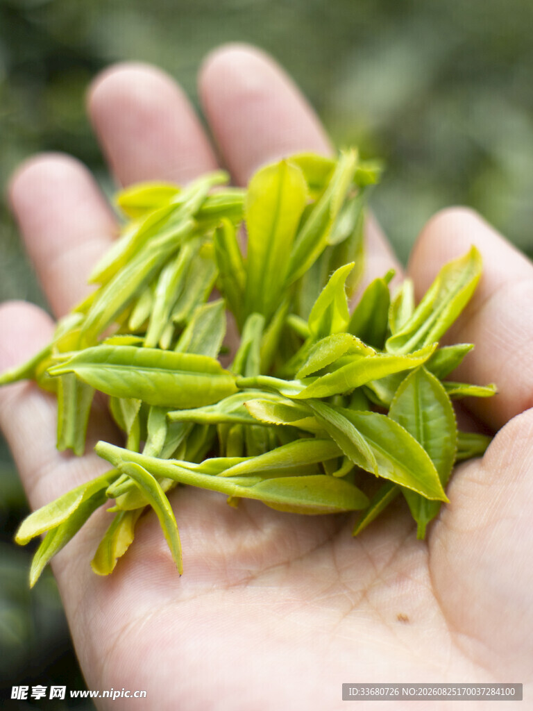 手中鲜嫩的茶叶