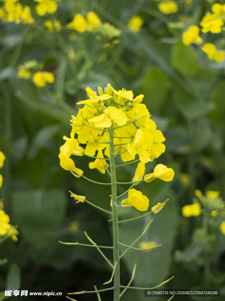 金黄灿烂的油菜花绽放