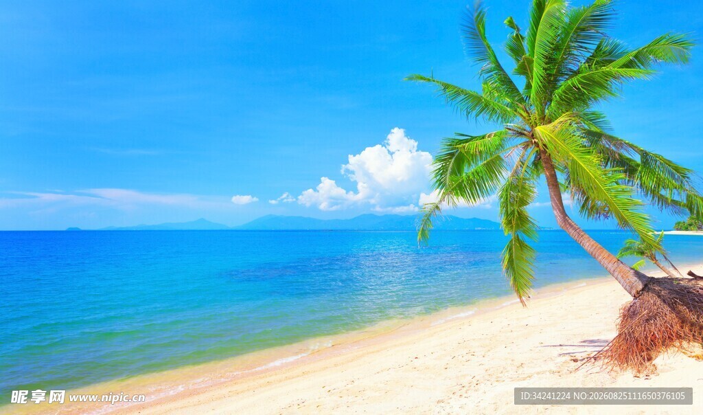美丽海滩边的椰树景观