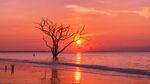 夕阳下孤树矗立海边