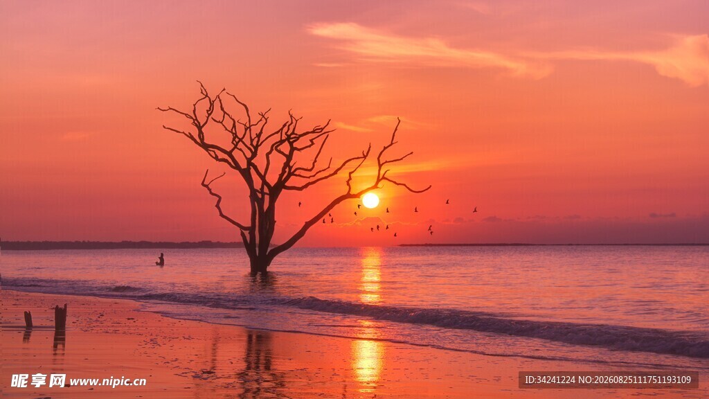 夕阳下孤树矗立海边