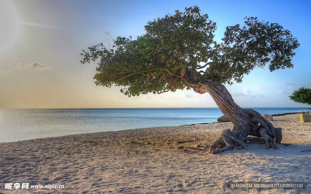 海边孤树的静谧美景