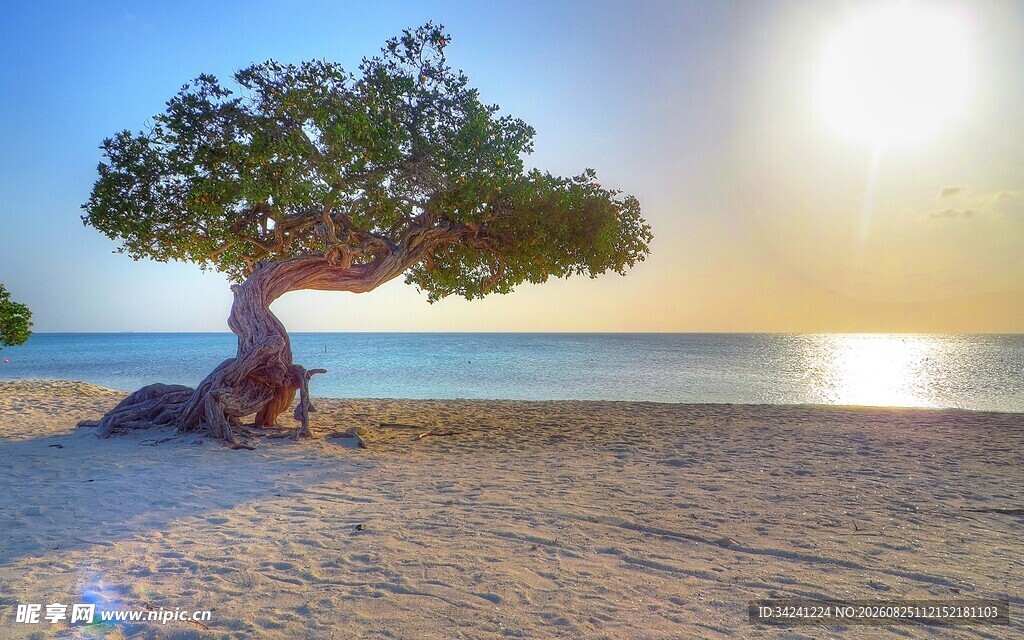 海边孤树迎日出美景