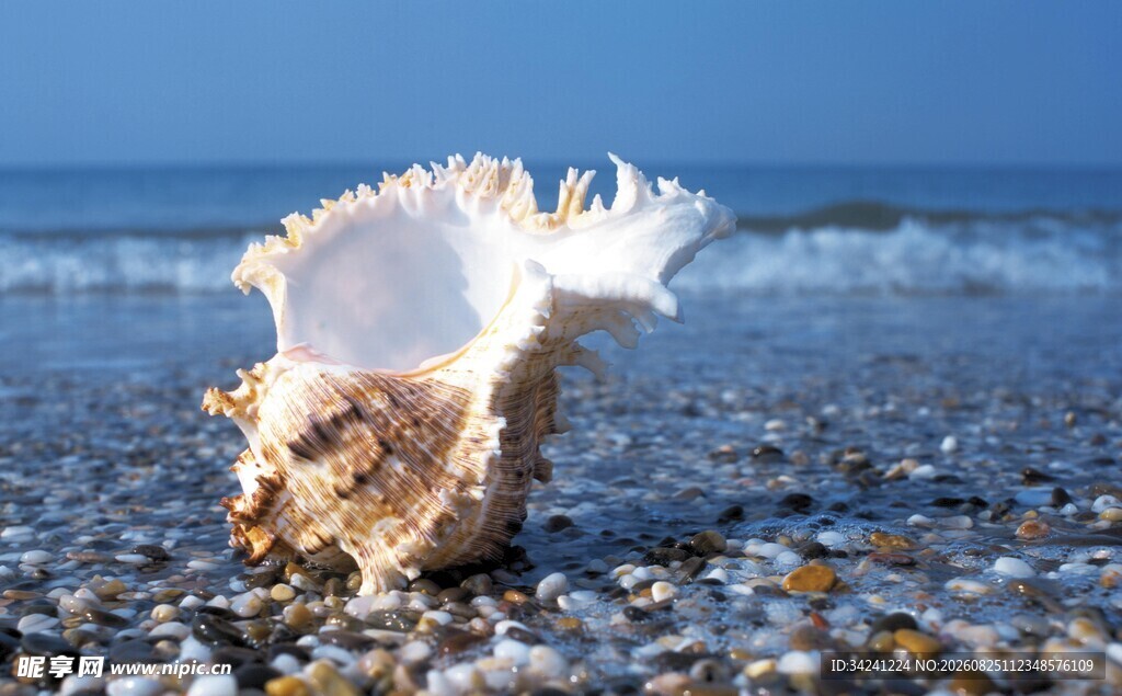 海滩上的美丽海螺