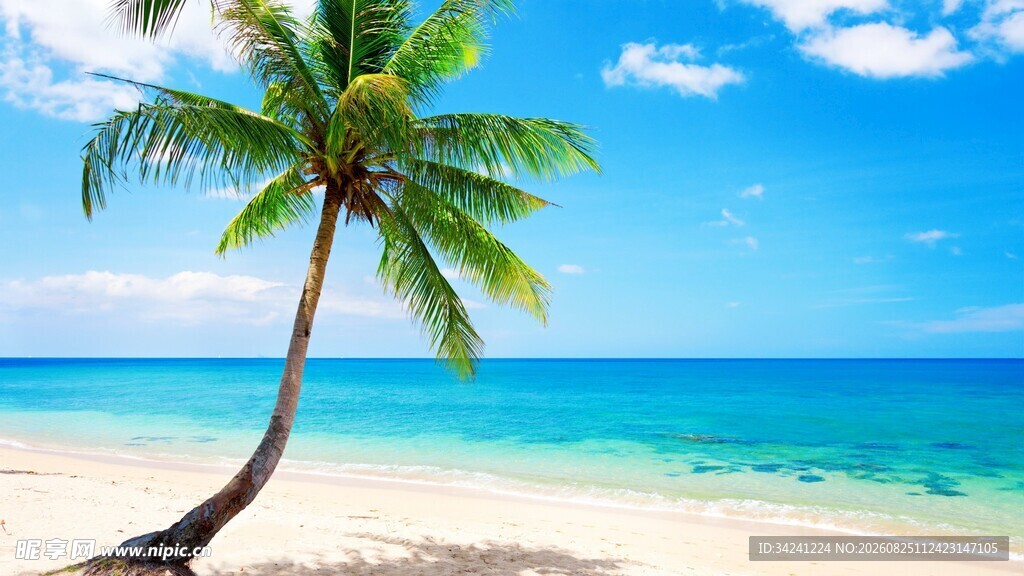 海边椰树畅享夏日风情