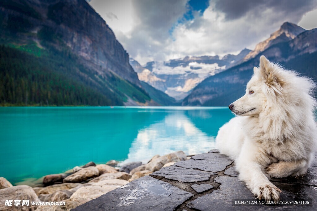 湖畔白犬赏壮丽山水景