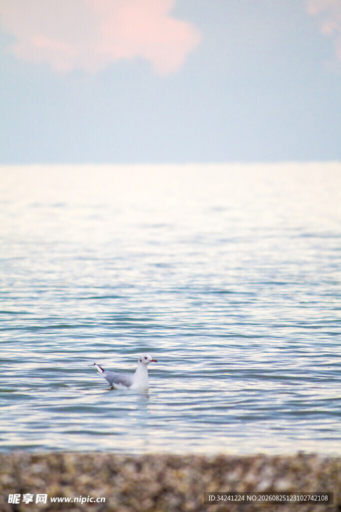 海边日落时的飞鸟与海浪