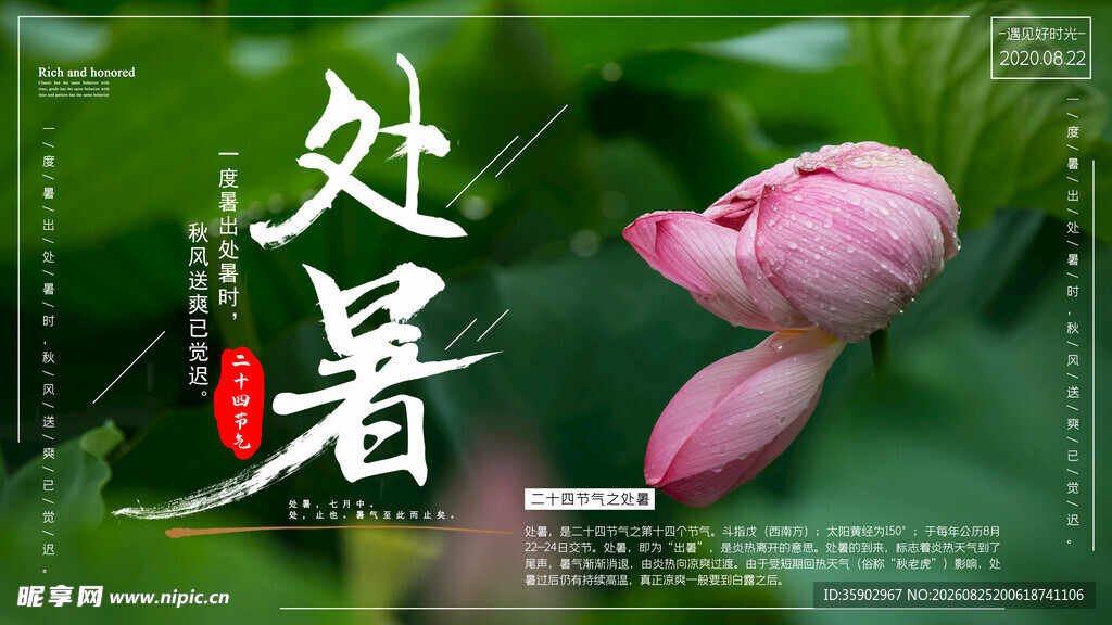 处暑时节的娇艳荷花
