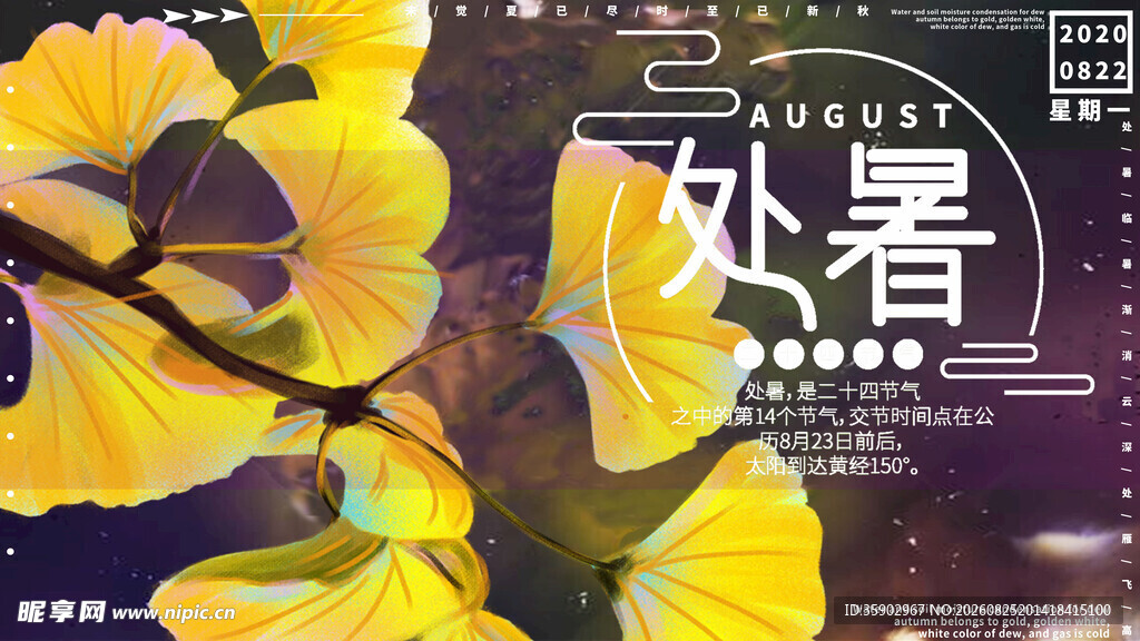 处暑时节银杏绽放