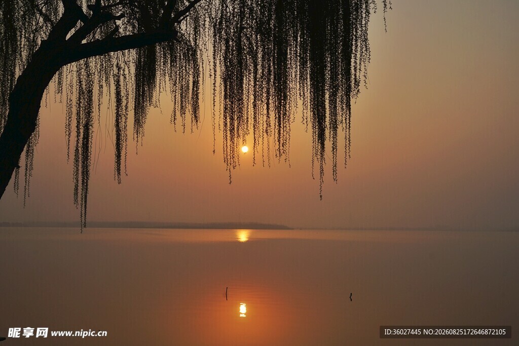 夕阳下垂柳映于湖面美景