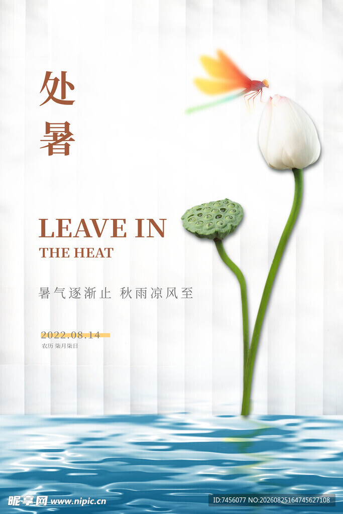 处暑时节荷花水中绽放