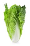 新鲜大白菜
