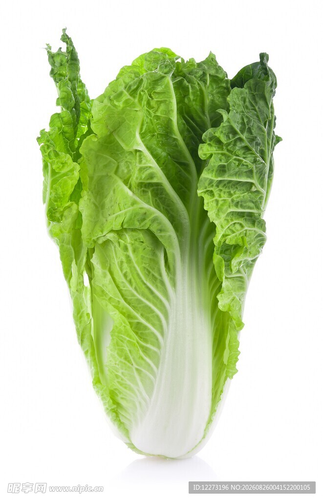 新鲜大白菜